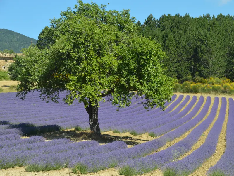 Ein Baum zwischen geschwungenen Lavendelreihen, mit Kiefern und blühendem Ginster am Feldrand