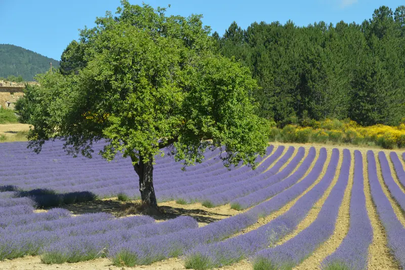 Een boom tussen gebogen rijen lavendel, met dennen en bloeiende brem aan de rand van het veld